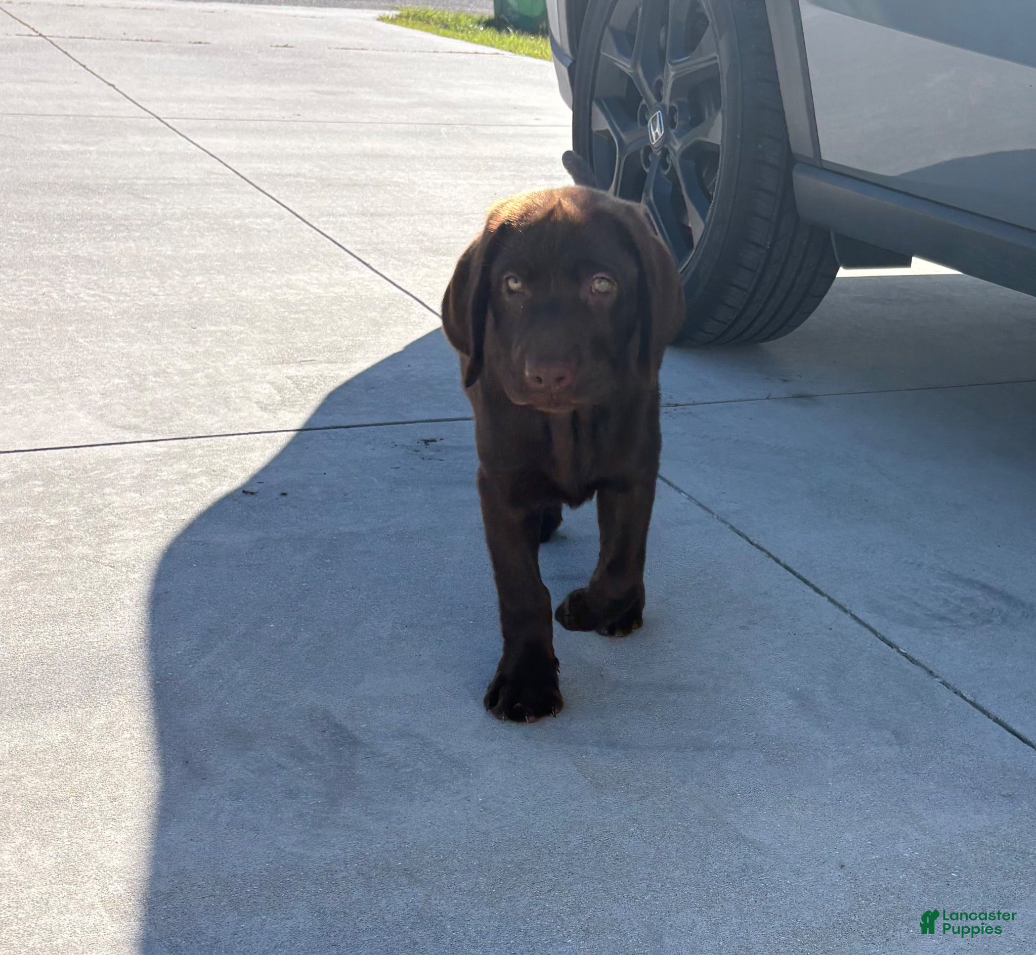 Labrador Retriever dogs Labrador Retriever 1 - Ad 1