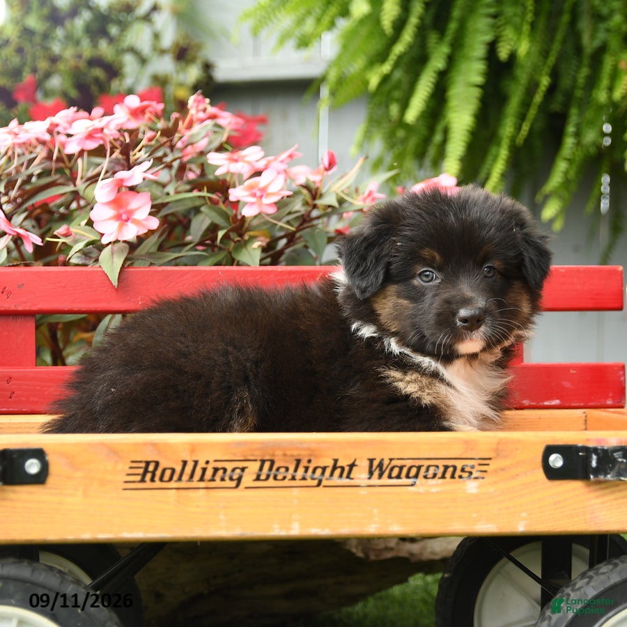 Australian Shepherd dogs Sage - Ad 2