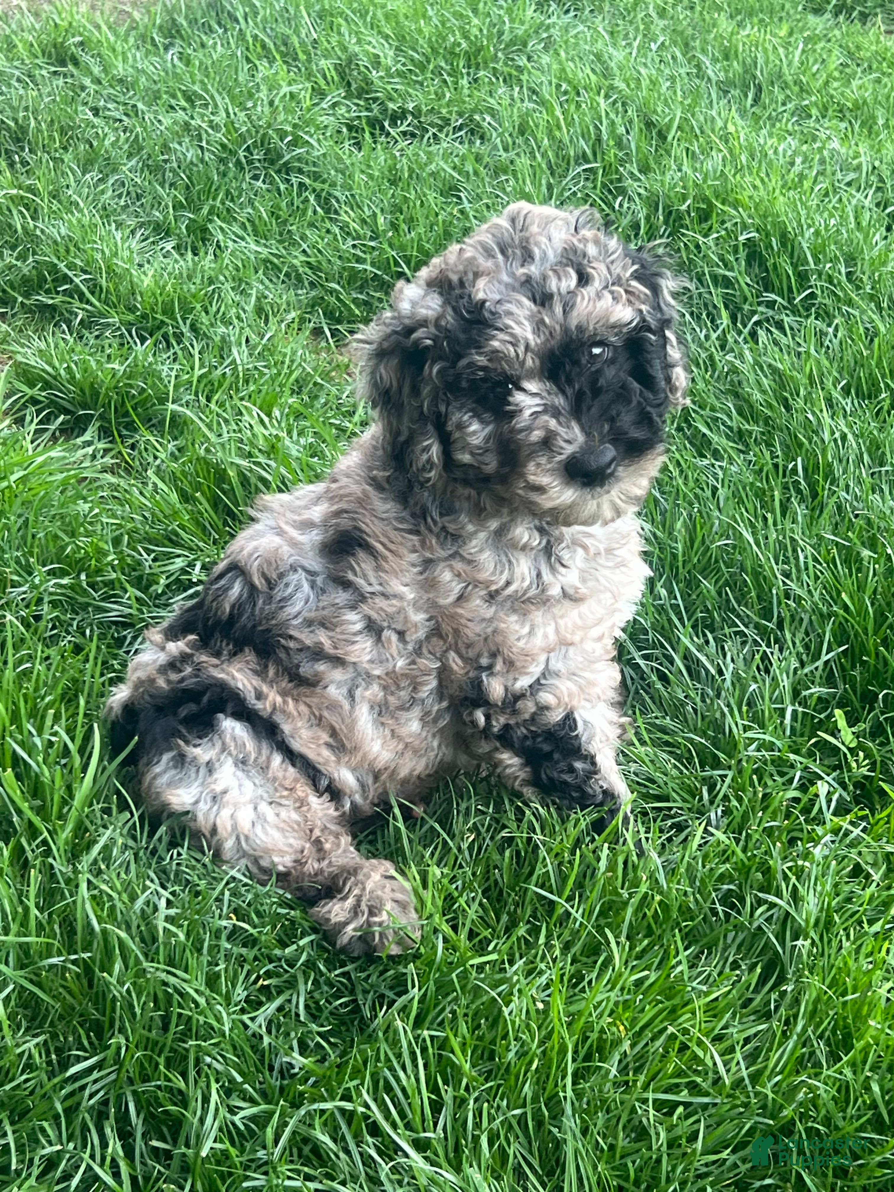 Mini Goldendoodle dogs Patch Mini Goldendoodle Puppy  - Ad 1