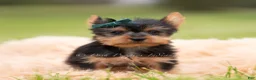 Yorkshire Terrier dogs for sale: Scotty - Ad 5