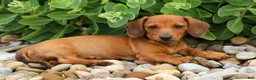 Miniature Dachshund dogs for sale: Scooter 🐾 - Ad 7