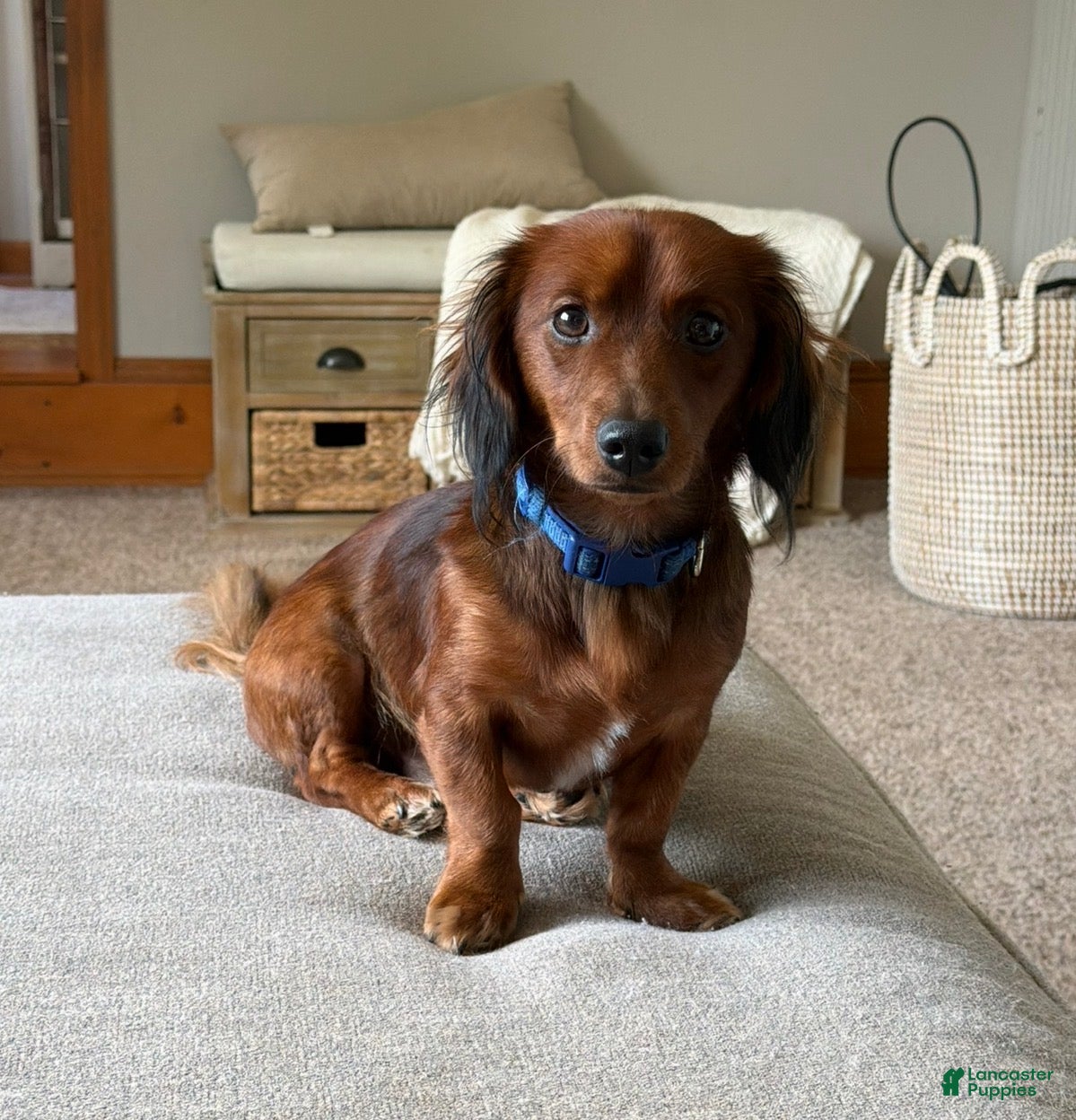 Miniature Dachshund dogs Stud - this is Otis!  - Ad 5