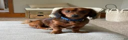 Miniature Dachshund dogs for stud: Stud - this is Otis!  - Ad 1