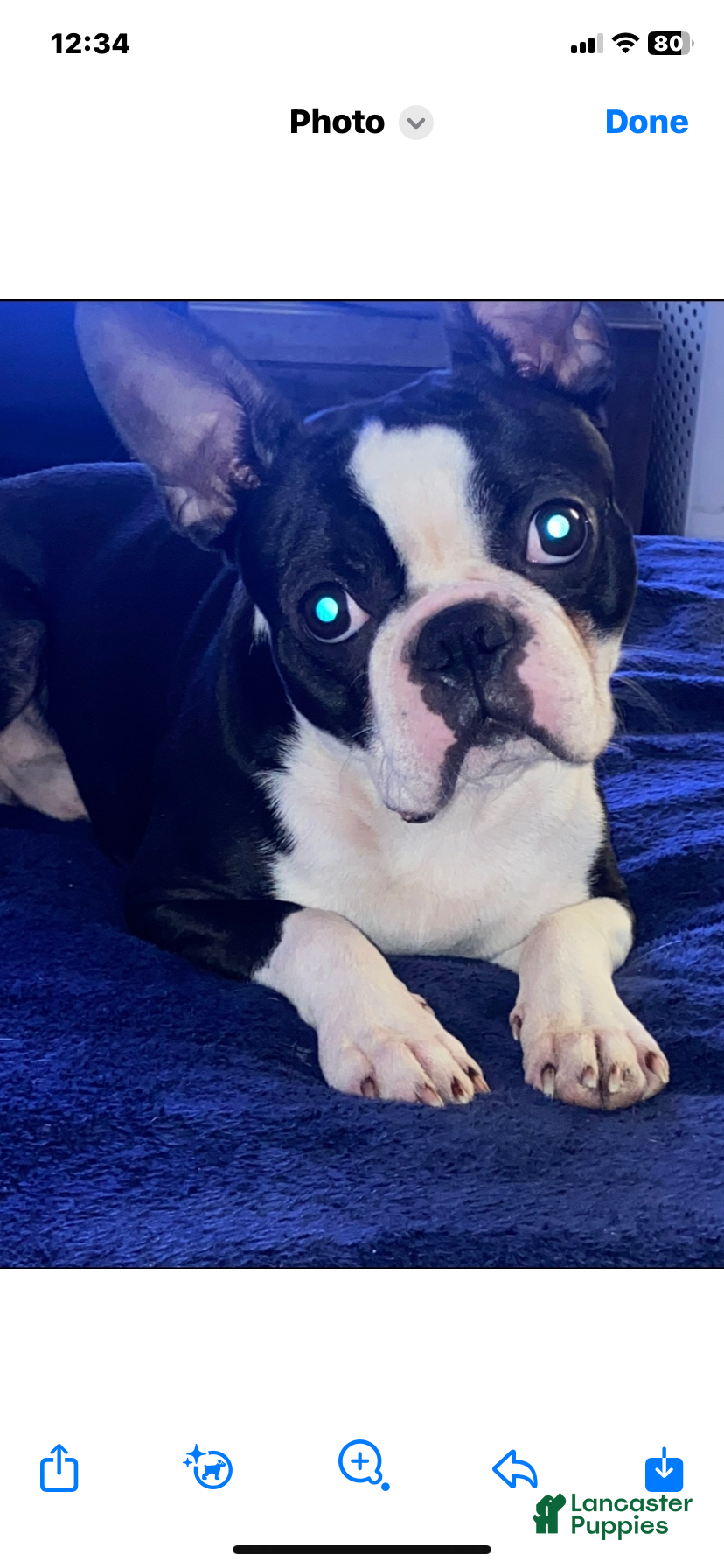 Frenchton dogs for sale: Midnight  - Ad 7