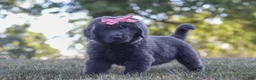 Newfoundland dogs for sale: Barbie - Ad 8