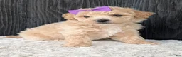 Bichpoo dogs for sale: Darla  - Ad 7