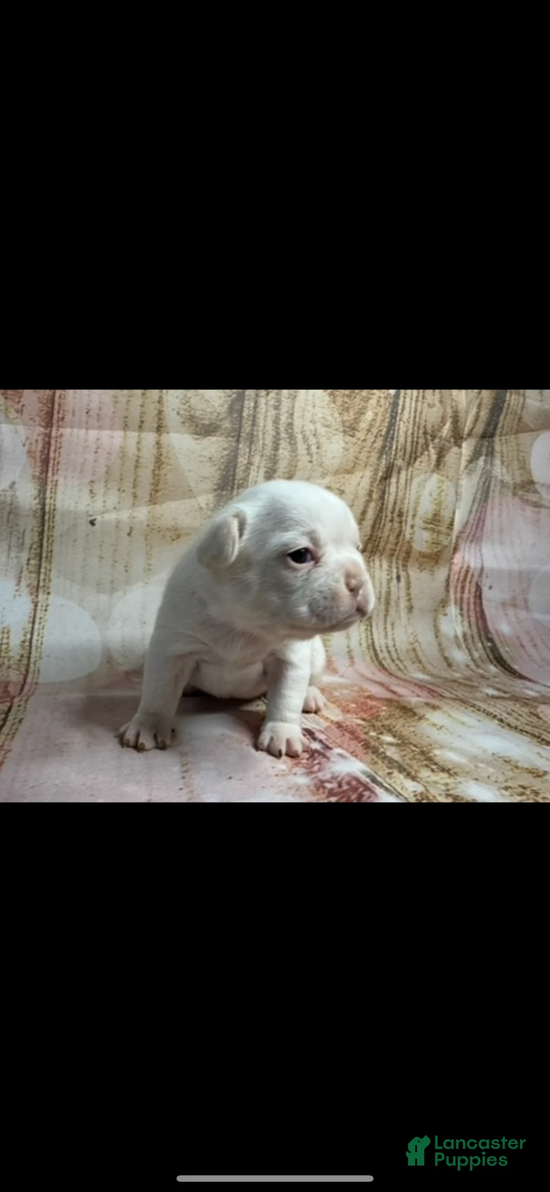 French Bulldog dogs for sale: French Bulldog Puppy 3 - Ad 4
