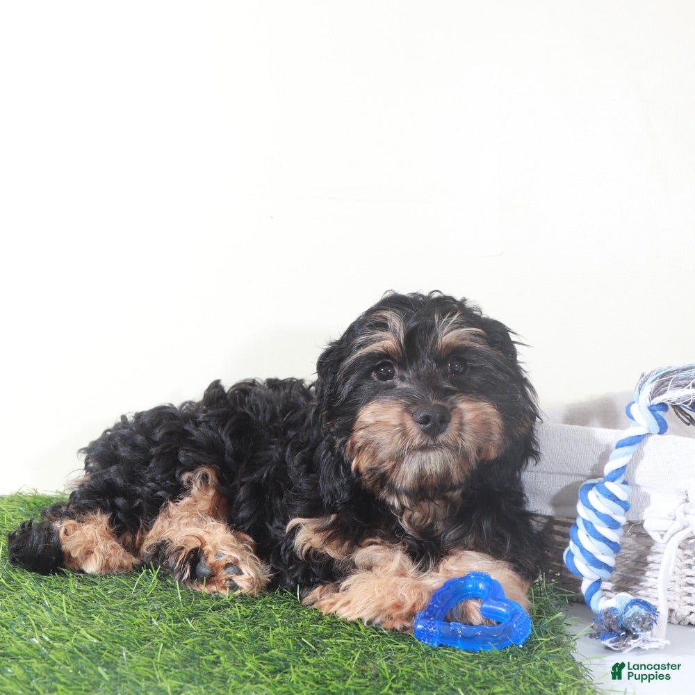 Cavapoo dogs Milo Adorable Blk/Tan Cavapoo Puppy  - Ad 2