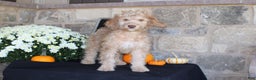 Mixed Breed dogs for sale: Sunshine - Ad 1