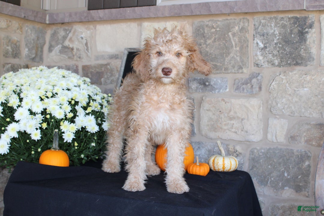 Mixed Breed dogs for sale: Sunshine - Ad 1