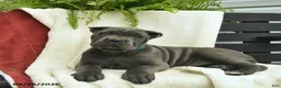 Cane Corso dogs for sale: Destiny  - Ad 5