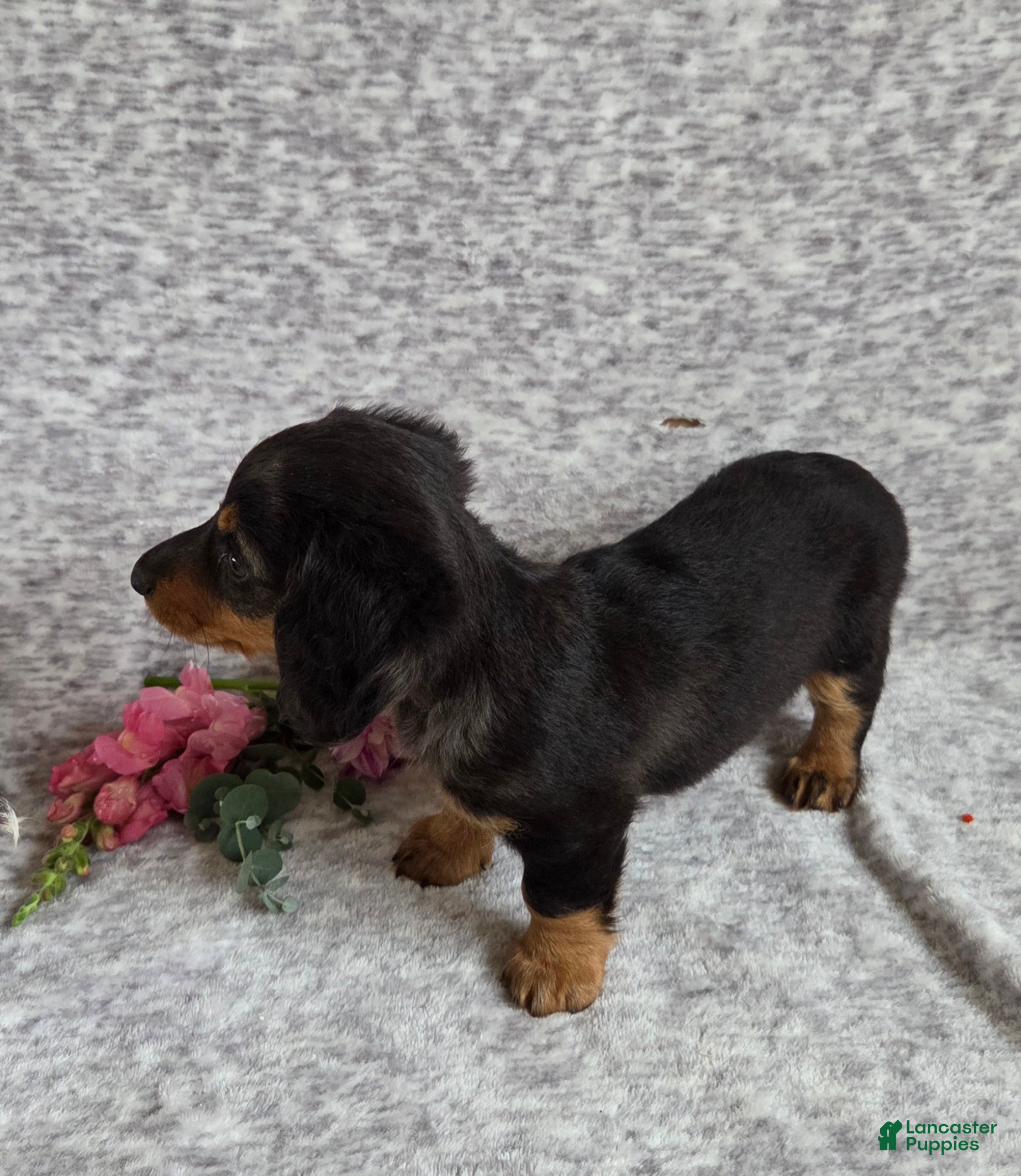 Miniature Dachshund dogs Jasmine - Ad 2