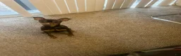Miniature Pinscher dogs for sale: Miniature Pinscher 1 - BOY - Ad 2