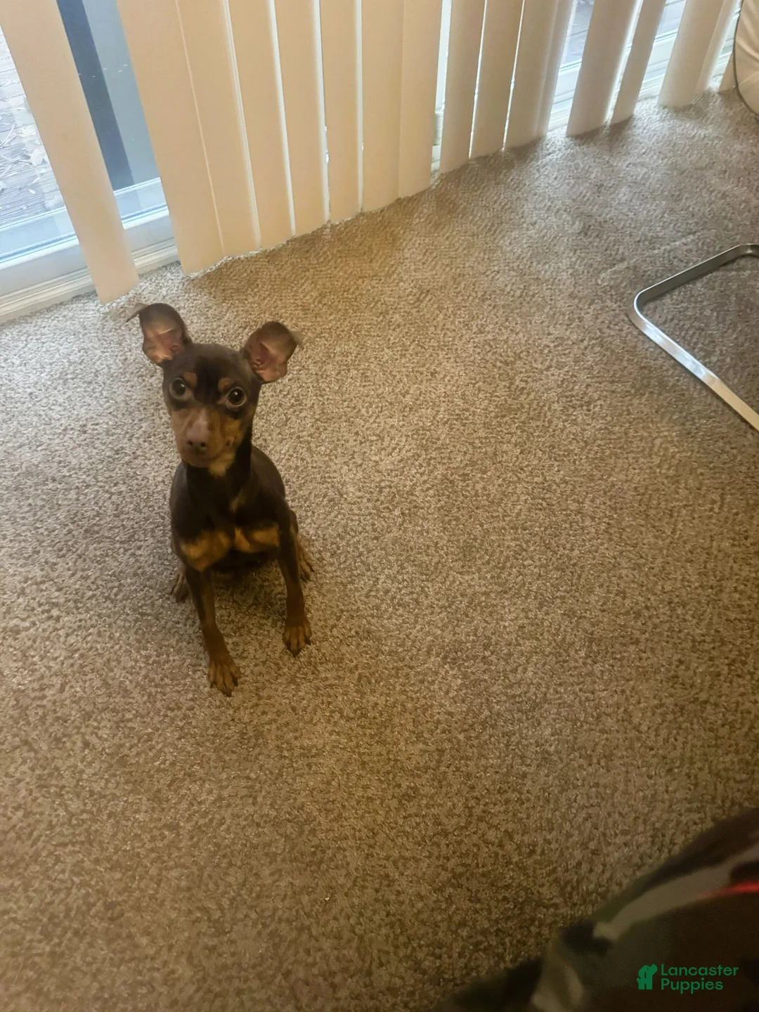 Miniature Pinscher dogs for sale: Miniature Pinscher 1 - BOY - Ad 2