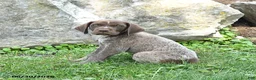 German Shorthaired Pointer dogs for sale: Riann - Ad 3