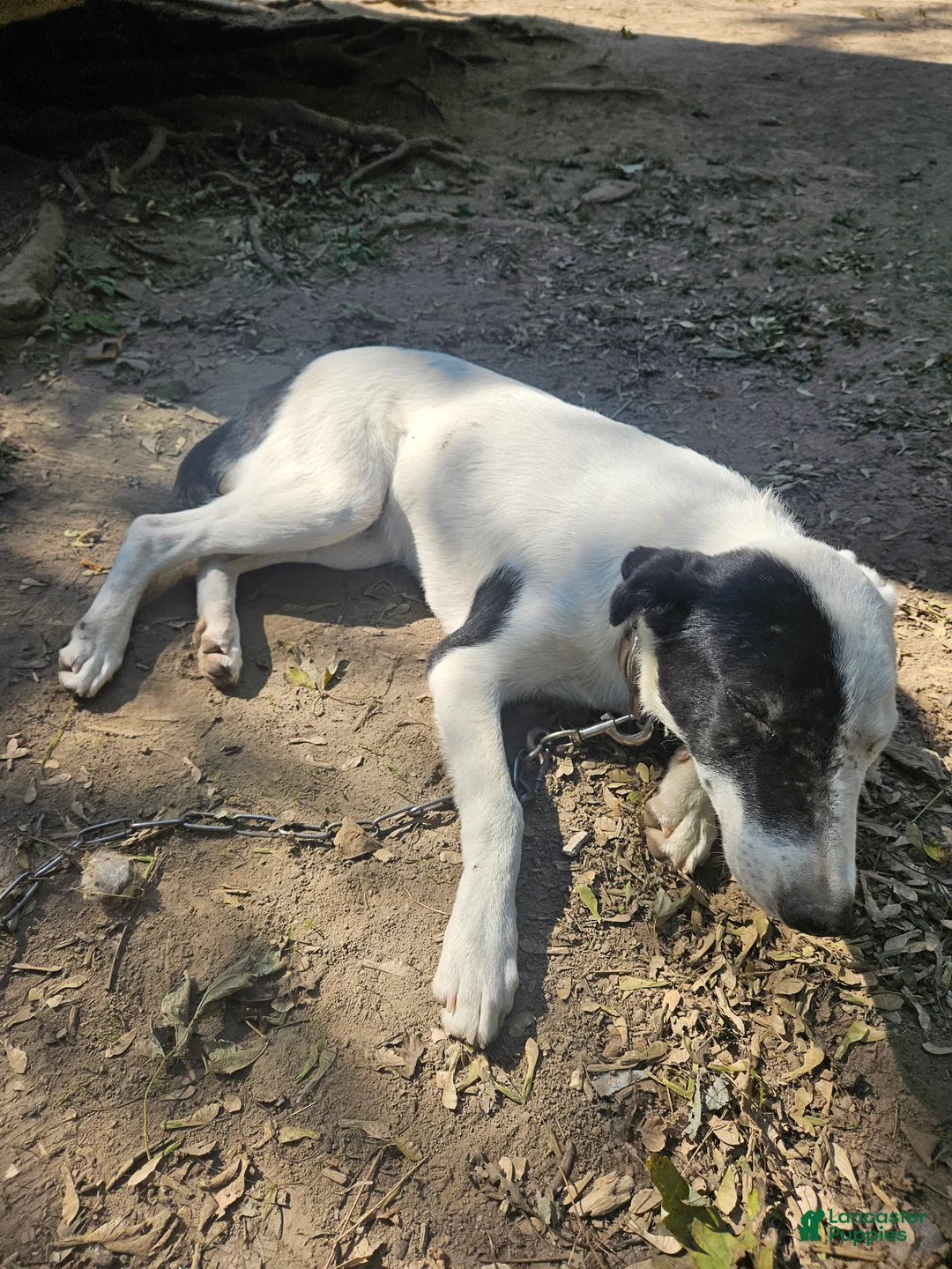 Border Collie dogs for sale: Hondo - Ad 9
