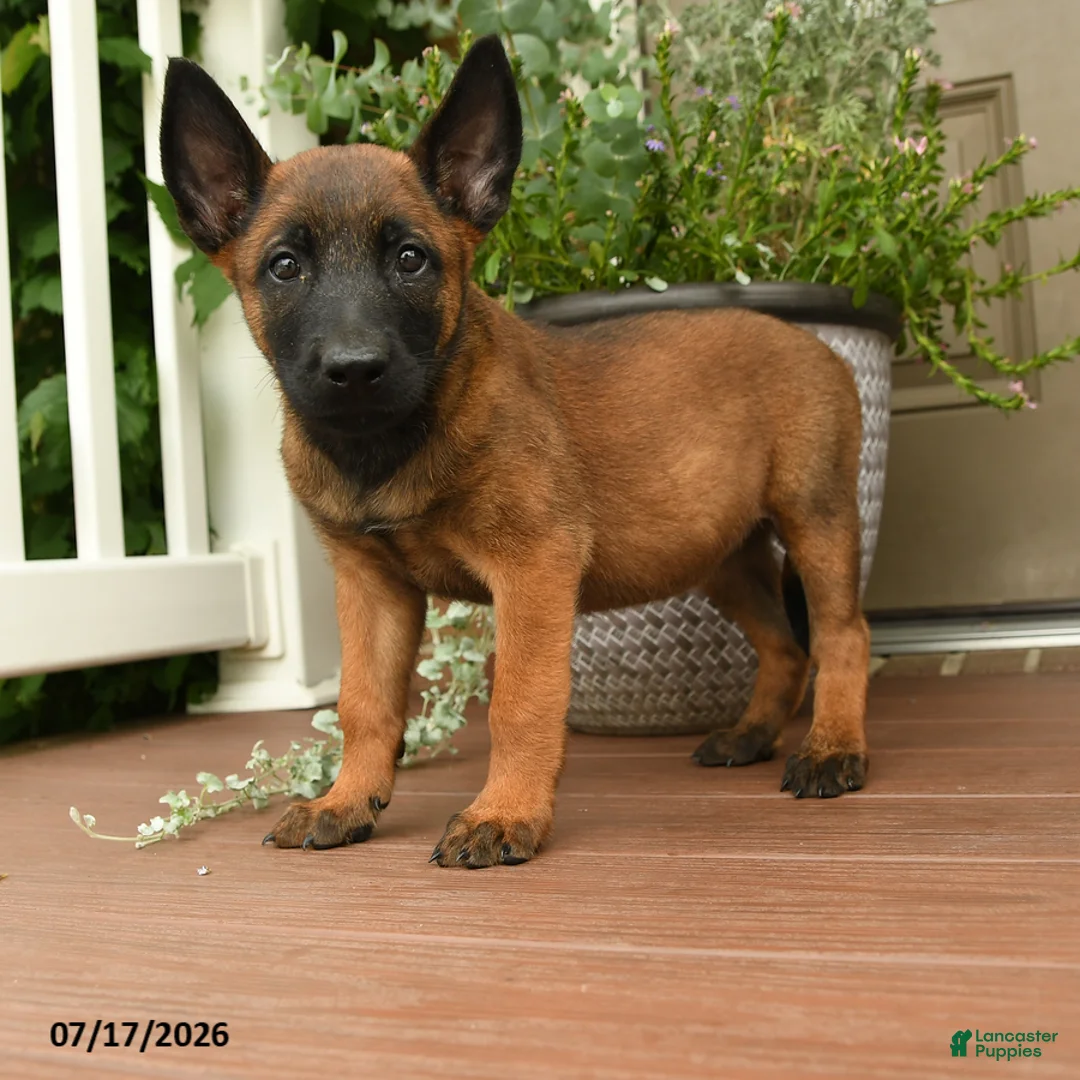 Belgian Malinois dogs for sale: Roxy - Ad 2