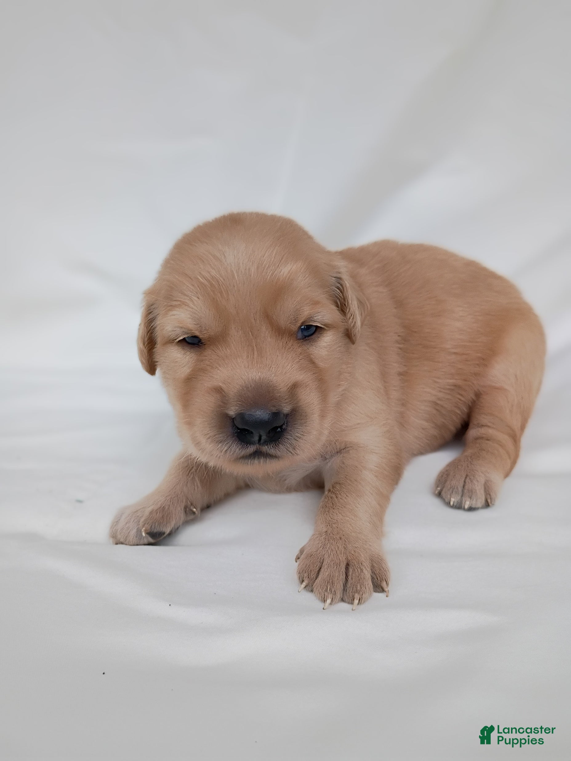 Golden Retriever dogs Golden Retriever 4 - Ad 1