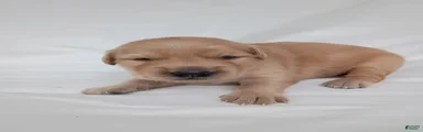 Golden Retriever 4