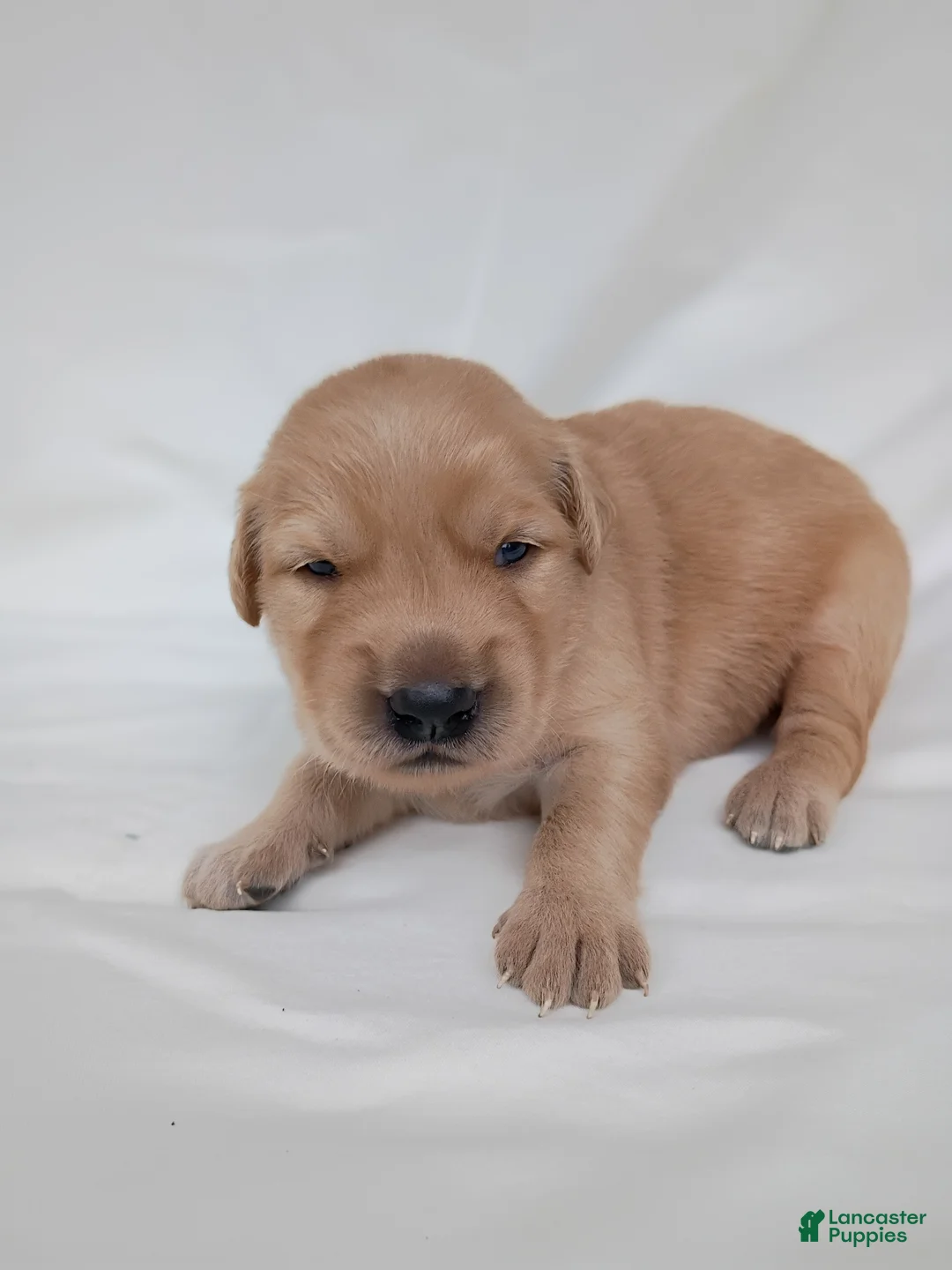 Golden Retriever dogs for sale: Golden Retriever 4 - Ad 1