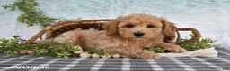 Bichpoo dogs for sale: Hugo - Ad 5