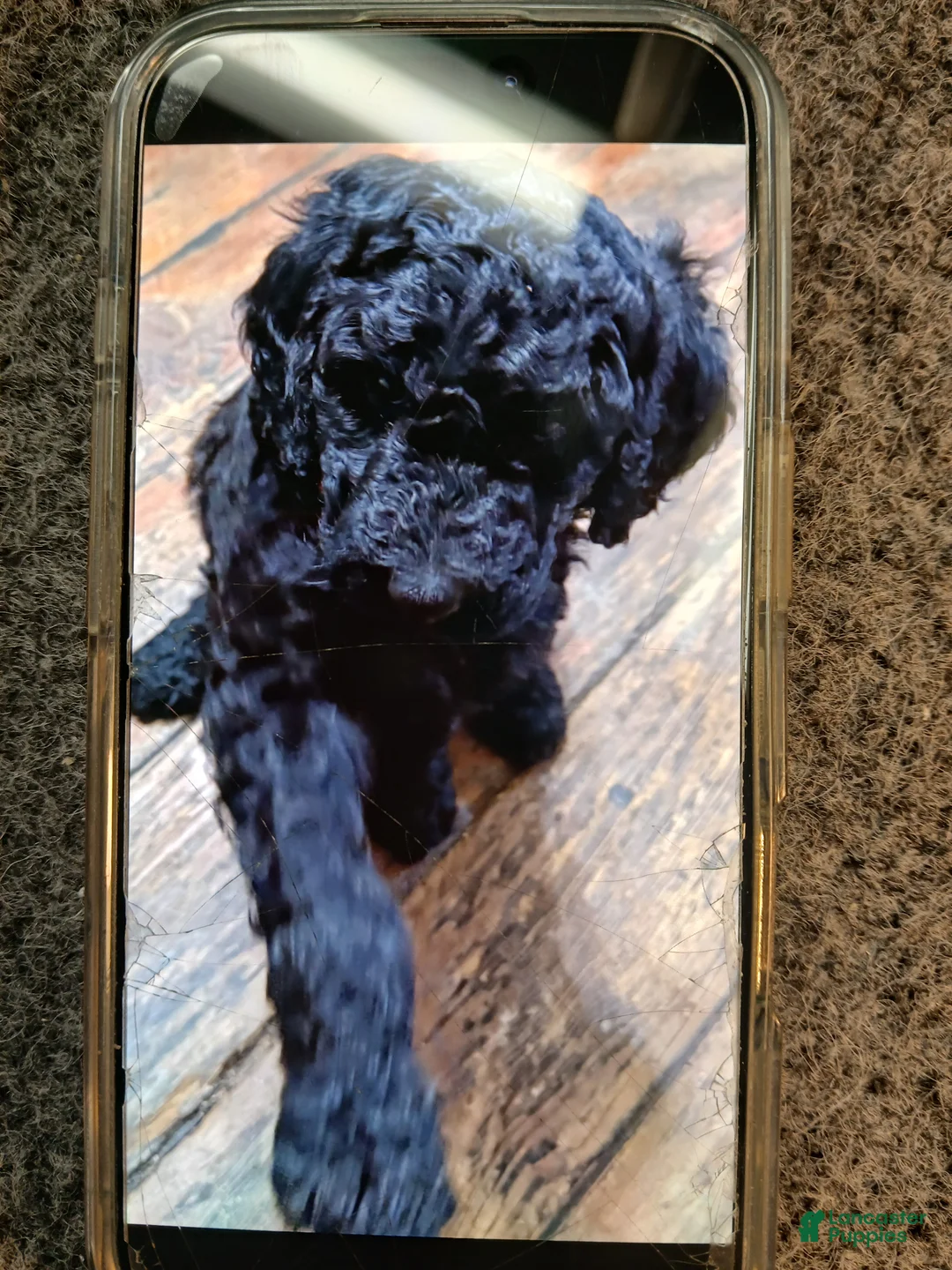 Standard Poodle dogs for sale: Standard Poodle Puppy 5 - Ad 1