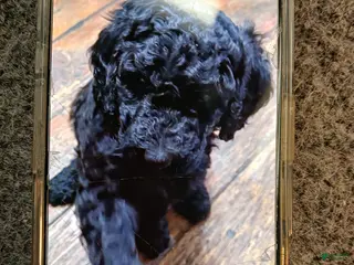 Standard Poodle dogs Standard Poodle Puppy 5 - Ad 26