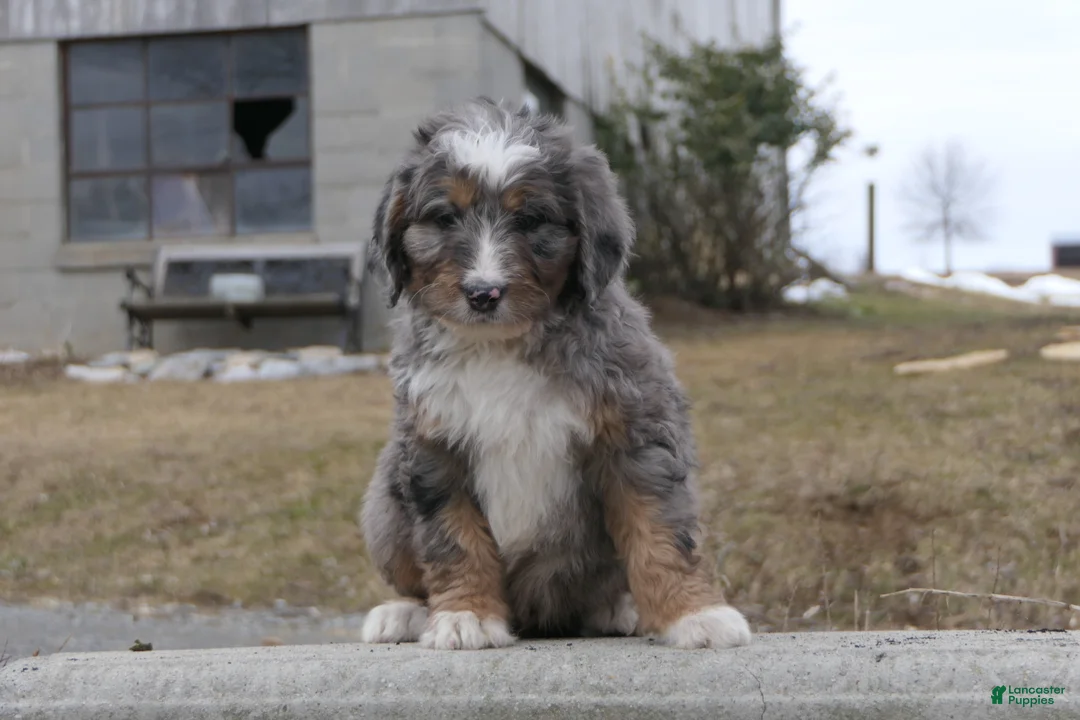 Mini Bernedoodle dogs for sale: Mini Bernedoodle Dakota - Ad 1