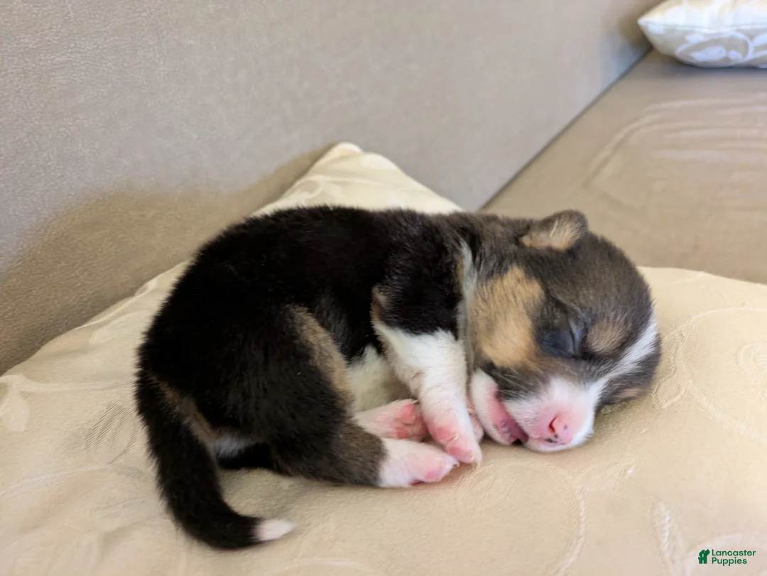 Welsh Corgi Pembroke dogs for sale: Jaxx - Ad 2