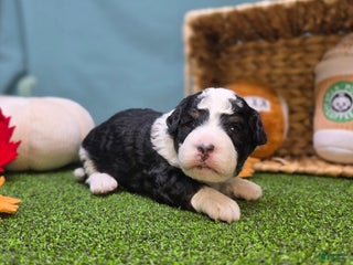 Mini Bernedoodle dogs Montley - Ad 1
