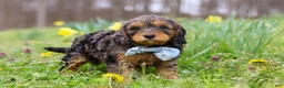 Cavapoo dogs for sale: Brody - Ad 8