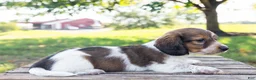 Miniature Dachshund dogs for sale: Calvin - Ad 9