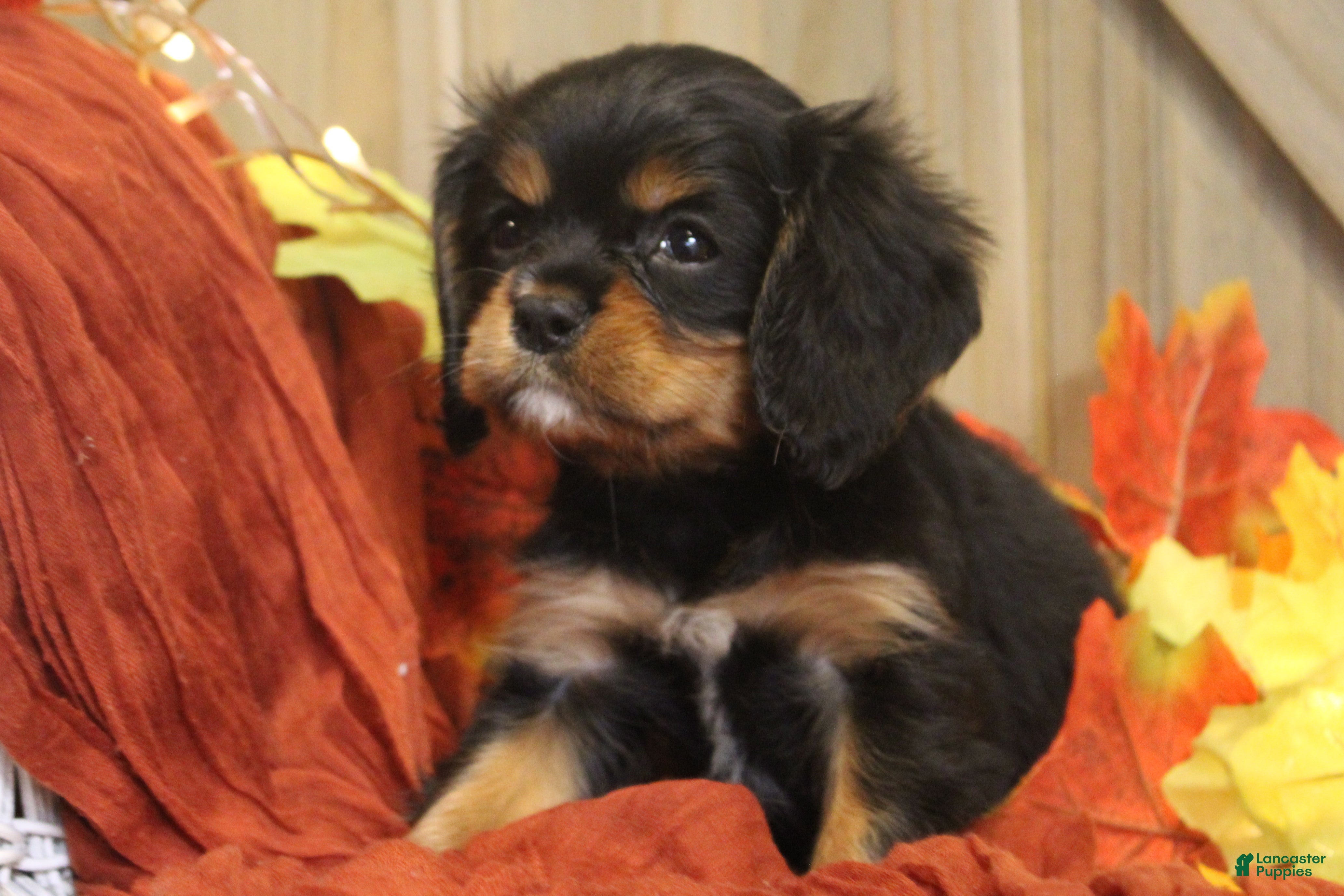 Cavalier King Charles Spaniel dogs for sale: Avery - Ad 1
