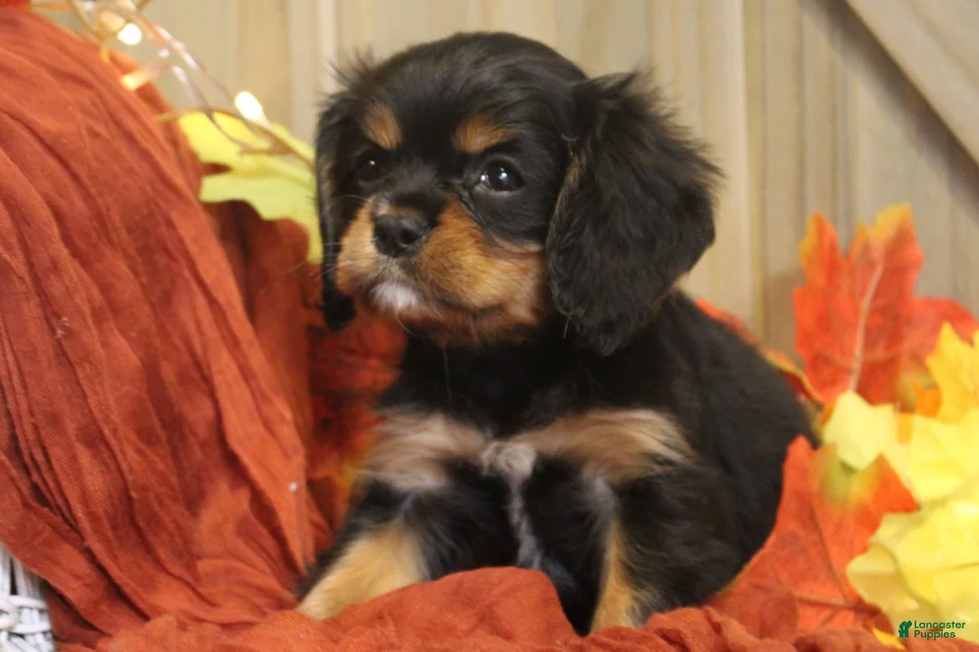 Cavalier King Charles Spaniel dogs for sale: Avery - Ad 1