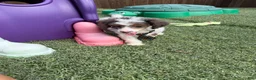 Miniature Poodle dogs for sale: Akc Clear 🧬 Tested Blue Merle  Phantom Parti- Bb - Ad 10