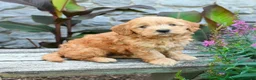Mini Goldendoodle dogs for sale: Baxton - Ad 3
