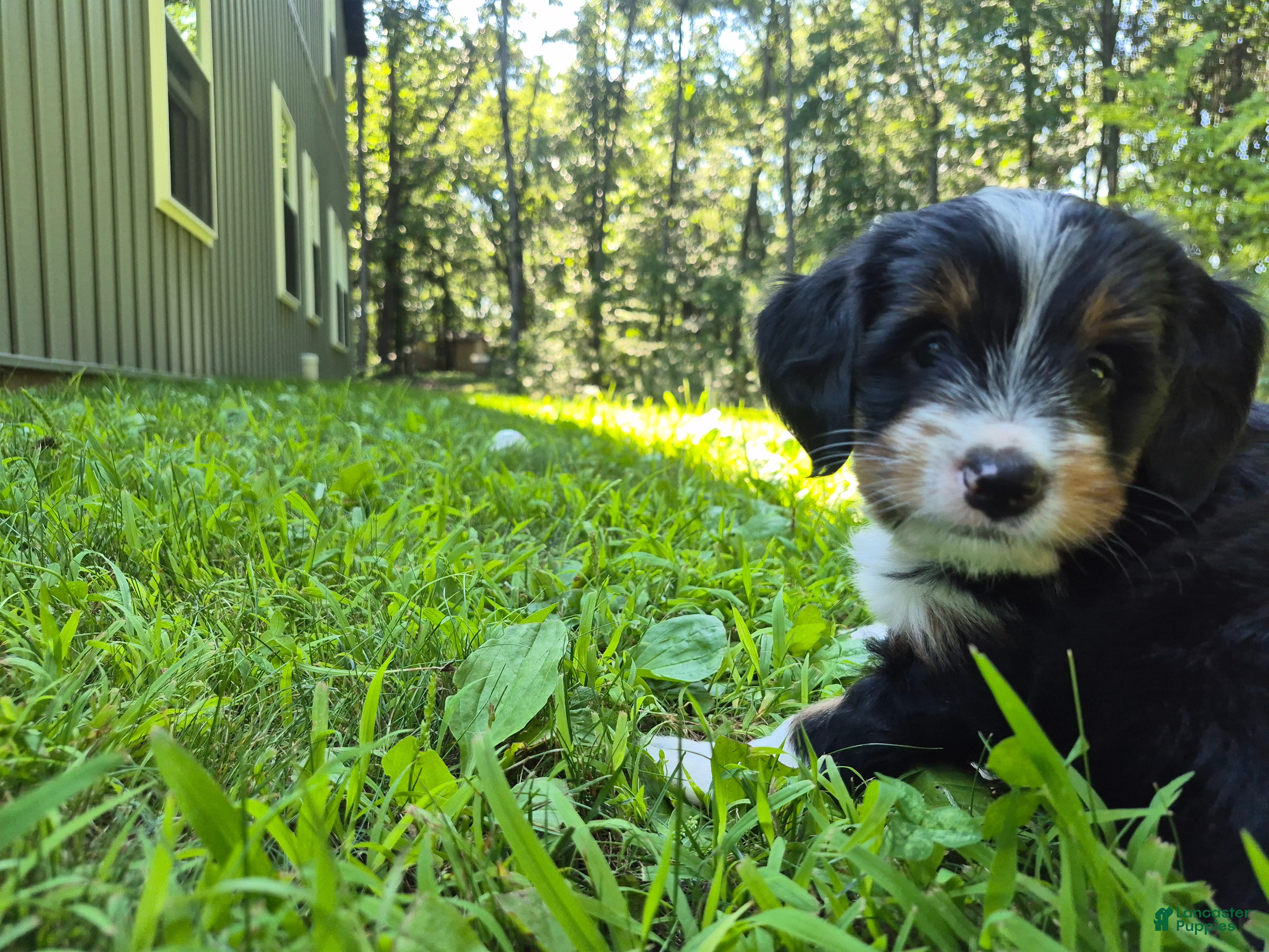 Bernedoodle dogs Macy  - Ad 2