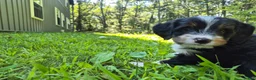 Bernedoodle dogs for sale: Macy  - Ad 2