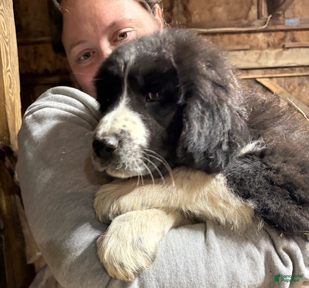 Mixed Breed dogs for sale: Thing - Ad 1