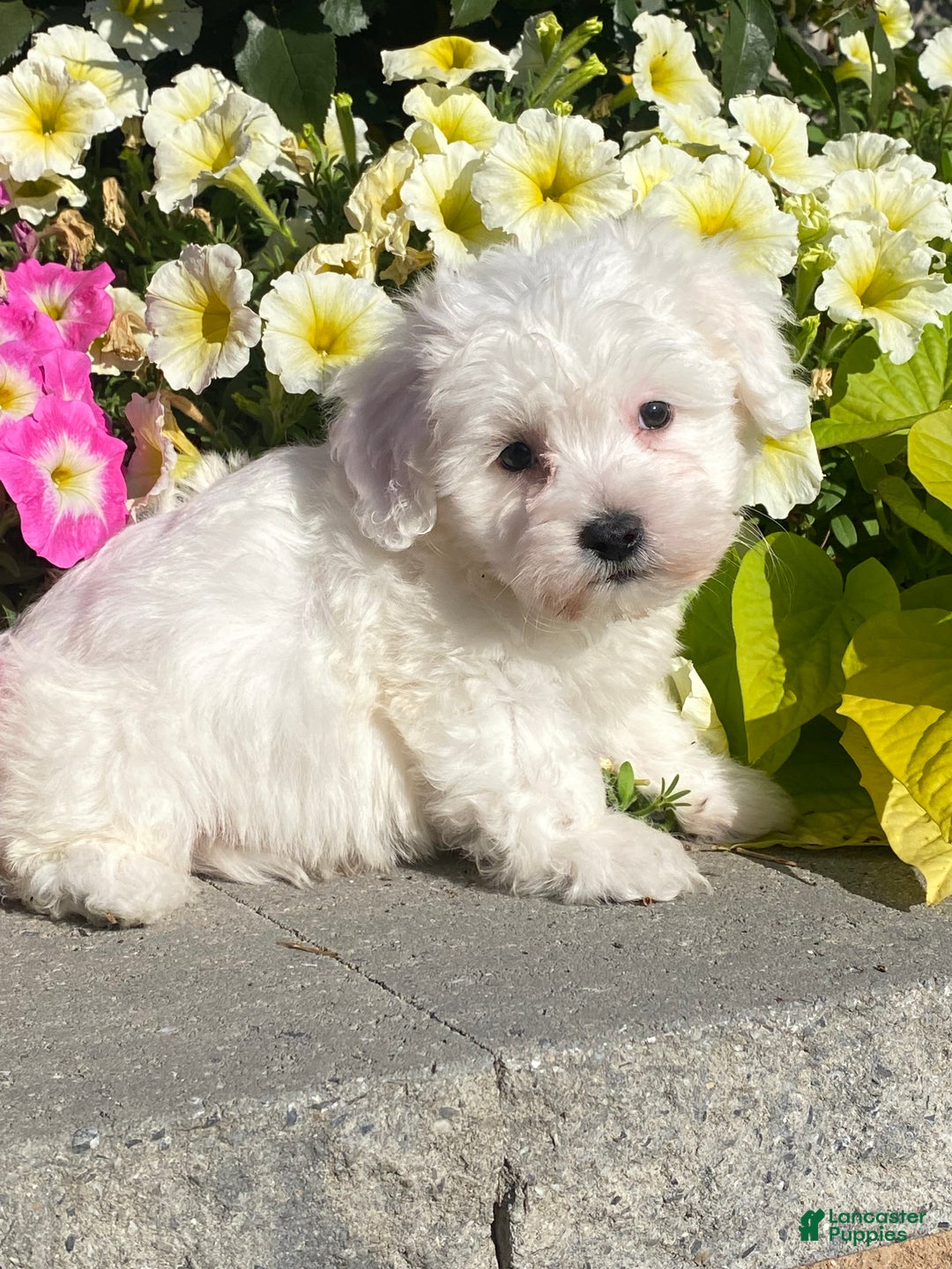 Coton De Tulear dogs for sale: Cowboy - Ad 2