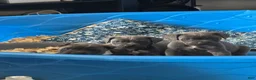 Cane Corso dogs for sale: Cane Corso 3 - Ad 2