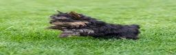 Yorkshire Terrier dogs for sale: Willy Yorkshire Terrier Puppy  - Ad 3