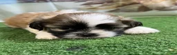 Shih Tzu dogs for sale: Mini - Ad 2