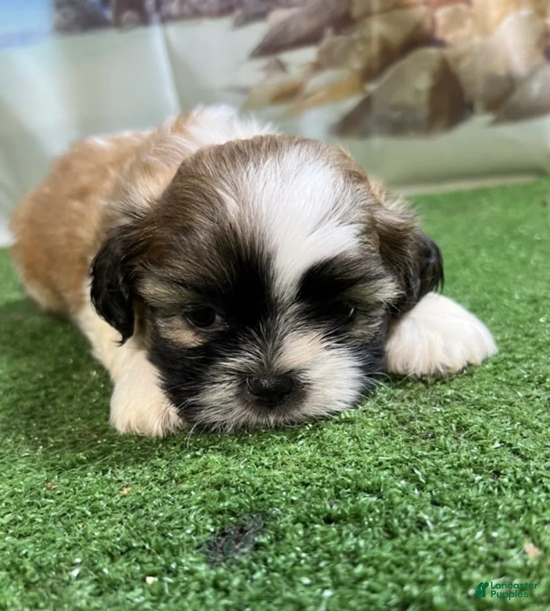 Shih Tzu dogs for sale: Mini - Ad 2