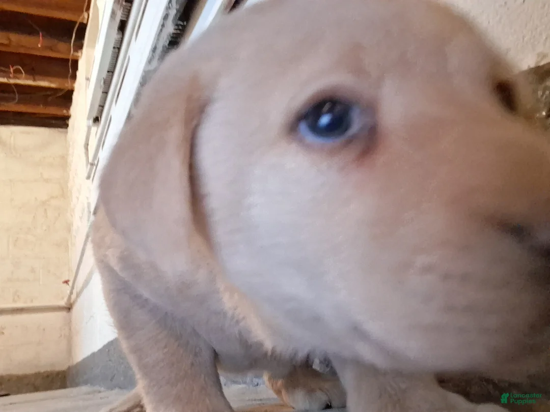 Labrador Retriever dogs for sale: Labrador Retriever Puppy 2 - Ad 1