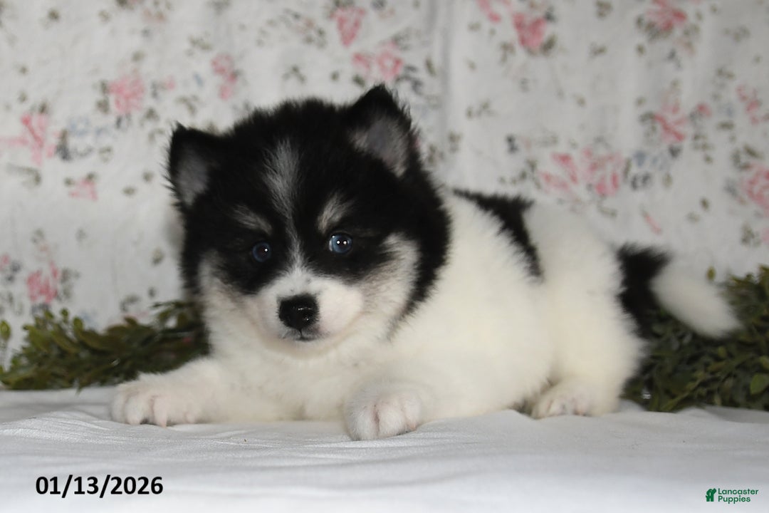Pomsky dogs for sale: Kirk - Ad 4