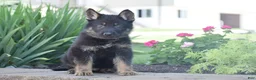German Shepherd dogs for sale: Cooper - Ad 5