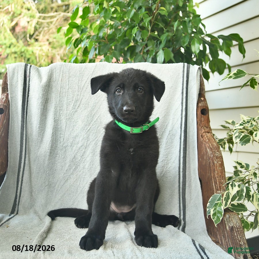 German Shepherd dogs Georgia - Ad 1