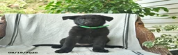 German Shepherd dogs for sale: Georgia - Ad 1
