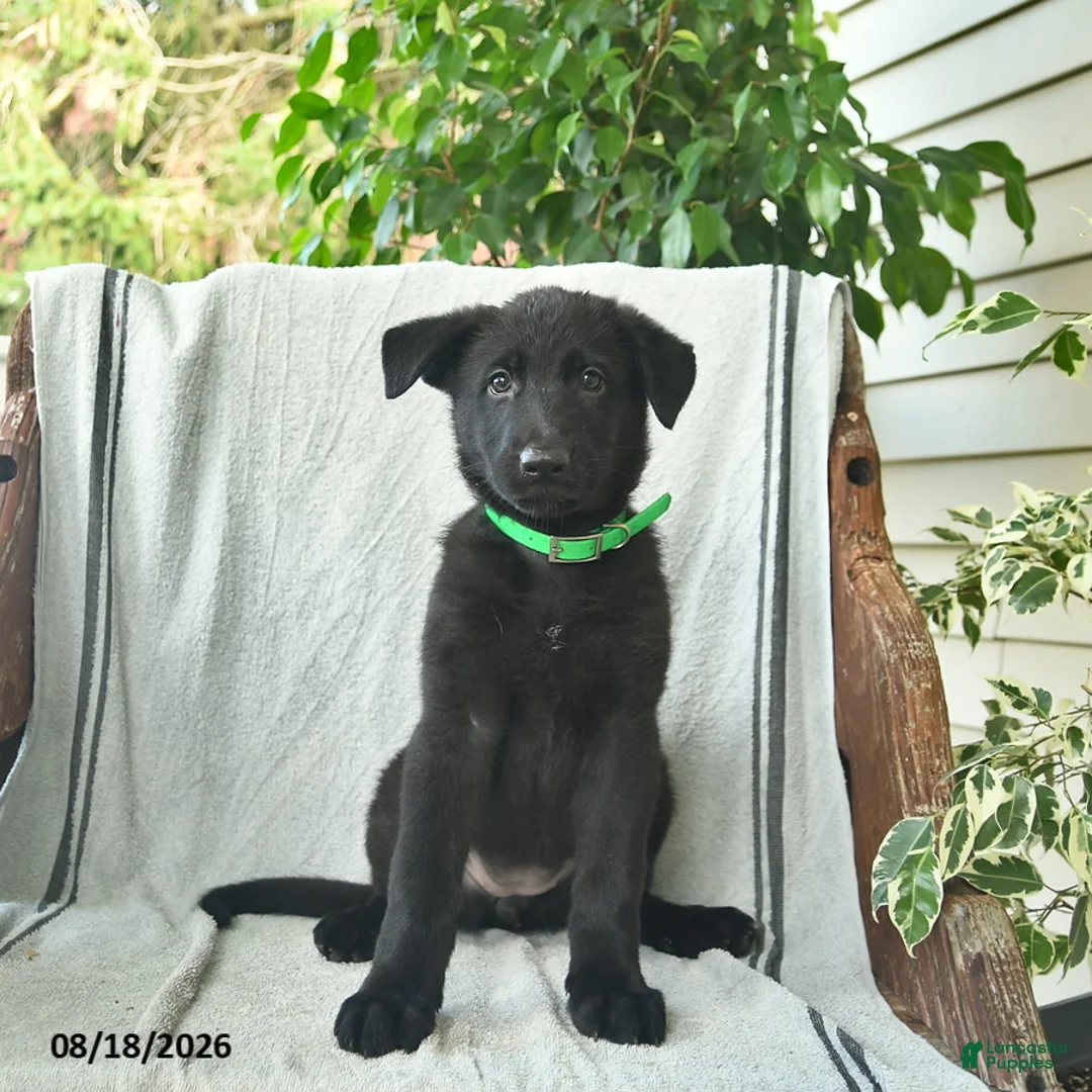 German Shepherd dogs for sale: Georgia - Ad 1